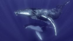 whale james cameron