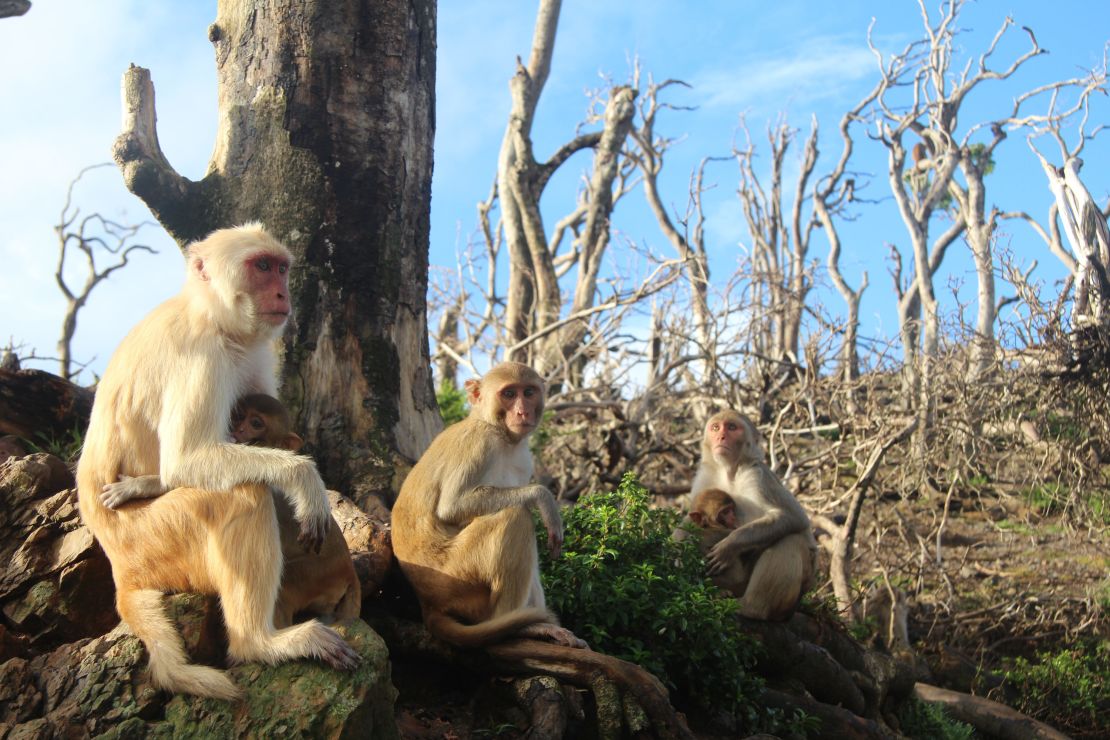 Rhesus macaques formed new friendships after Hurricane Maria.