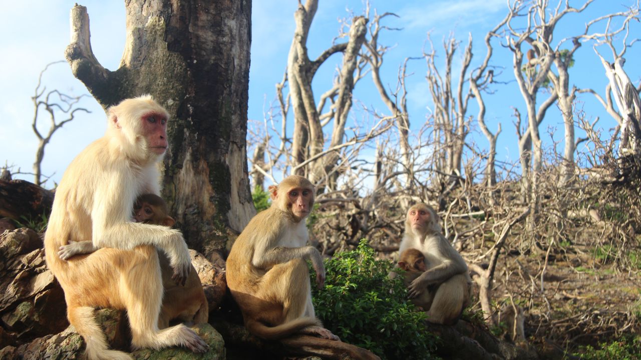 Rhesus macaques formed new friendships after Hurricane Maria.