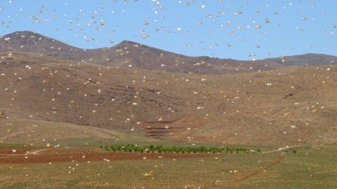 A swarm of desert locusts fly in Lebanon's northeastern town of Arsal on the border with Syria, on April 23, 2021.