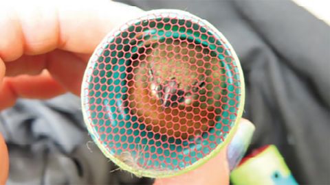A man smuggled in 35 finches from Guyana to JFK Airport for singing competitions.