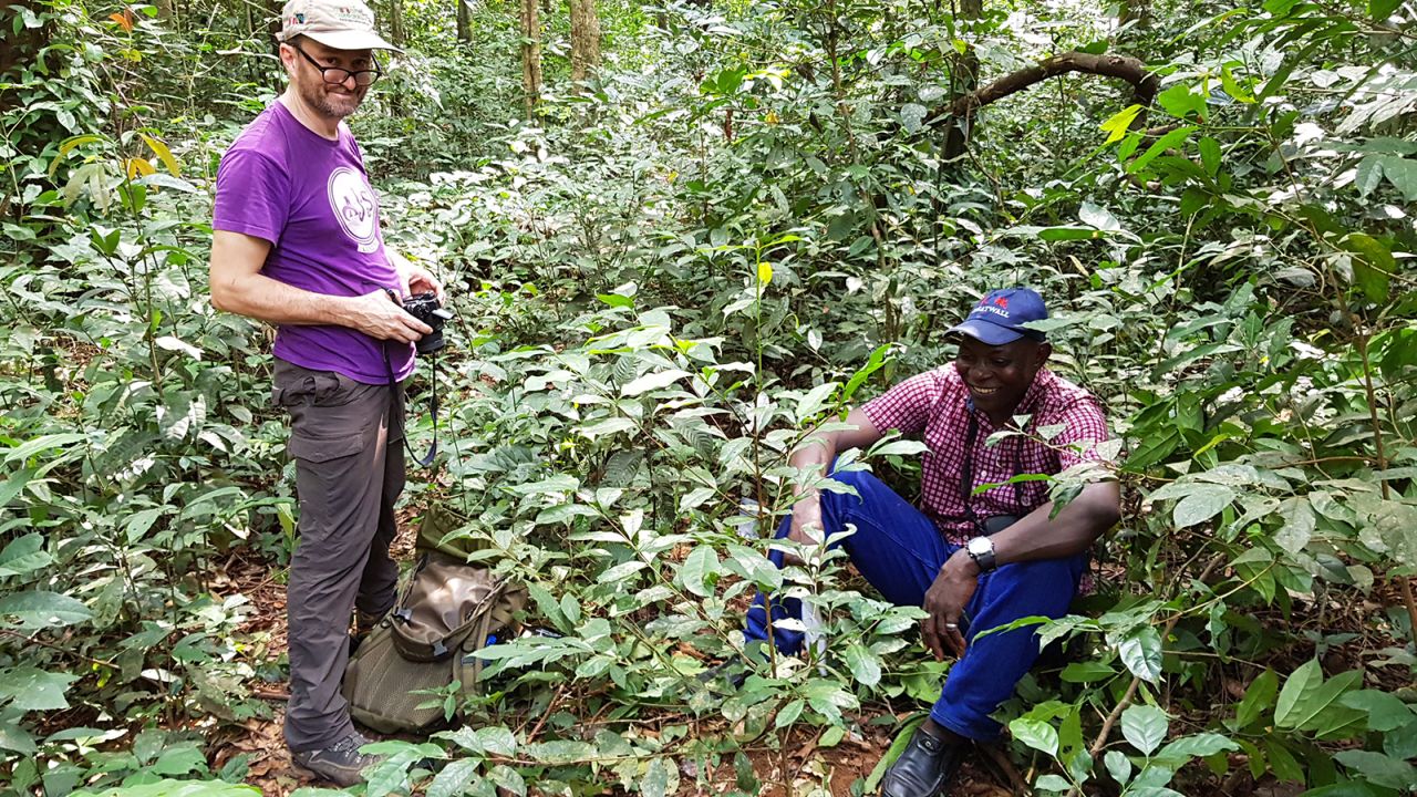The stenophylla coffee plant was rediscovered by Daniel Sarmu (right) and researchers Aaron Davis (left) and Jeremy Haggar in 2018.