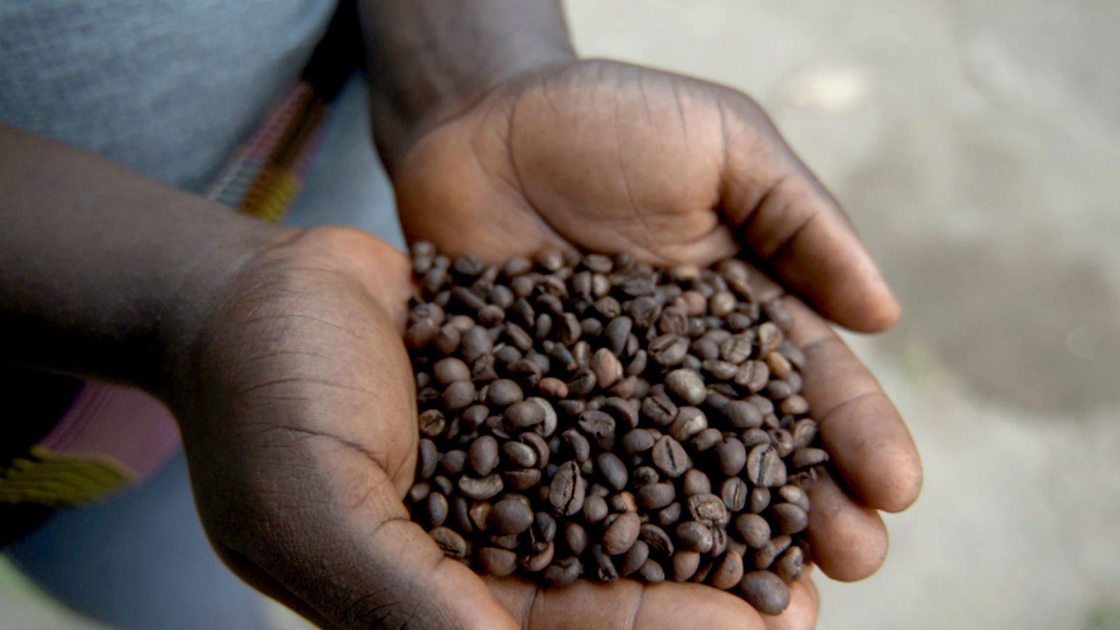 Forgotten for half a century, this rare bean could save Sierra Leone's  coffee industry | CNN