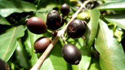 The coffee species Coffea stenophylla, which bears black fruit rather than the red fruit typical of the two coffee species that are widely grown commercially, is seen in Ivory Coast in this undated photograph.  E. Couturon, IRD/Handout via REUTERS NO RESALES. NO ARCHIVES. THIS IMAGE HAS BEEN SUPPLIED BY A THIRD PARTY.