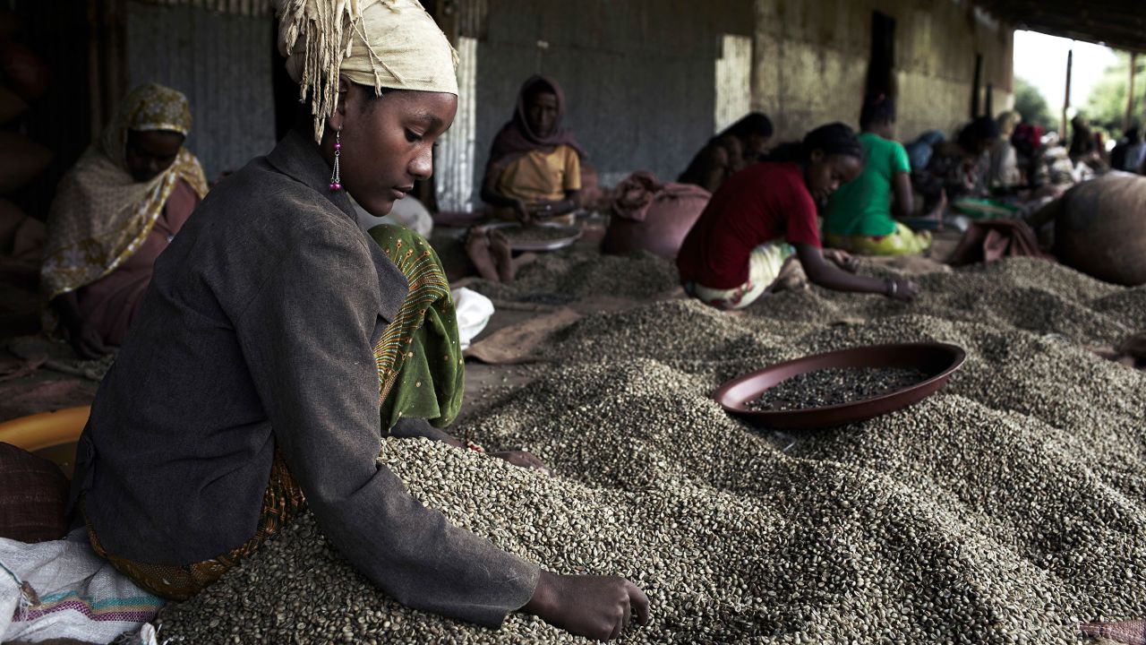<strong>Ethiopia</strong> -- Here, women sort coffee beans at the Kaffa Forest Coffee Farmers' Cooperative Union outside <a href="https://edition.cnn.com/travel/article/ethiopia-coffee-origins-bonga/index.html" target="_blank">Bonga</a>, in the Kaffa region of Ethiopia -- the birthplace of the Arabica coffee plant. Smooth and sweet, the beans are generally considered a superior quality of coffee. However, the plant's requirement for cooler climates has left it -- and the coffee industry as a whole -- vulnerable to <a href="https://www.cnn.com/2019/01/16/health/coffee-species-extinction-climate-study-trnd/index.html" target="_blank">climate change</a>. 