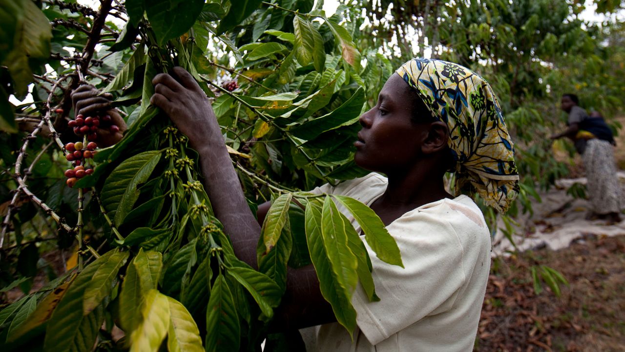 <strong>Uganda </strong>-- The continent's second biggest coffee producer, and <a href="https://apps.fas.usda.gov/psdonline/circulars/coffee.pdf" target="_blank" target="_blank">eighth</a> in the world, Uganda is renowned for its high-quality robusta variety, so-called for its hardy nature. Grown at lower elevations and higher temperatures than Arabica, robusta is also less vulnerable to coffee "<a href="https://www.pestnet.org/fact_sheets/coffee_rust_141.htm" target="_blank" target="_blank">leaf rust</a>," a fungal disease that lowers yield and bean quality.