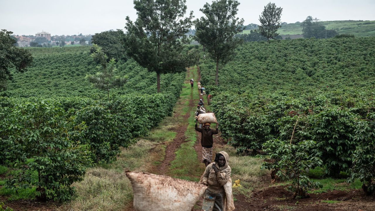 <strong>Kenya</strong> -- Like Tanzania, Kenya produces quality Arabica beans on the slopes of Mount Kilimanjaro, which qualify for <a href="https://ictcoffee.com/coffee-from-kenya-7-major-facts-you-should-know-about-kenyan-coffee-beans/" target="_blank" target="_blank">Strictly High Grown</a> (SHG) status, certifying that they are grown at elevations that allow beans to develop at a slower pace and with more nutrients. Using the wet process on the beans, producers have more control over the resulting quality and flavor of the coffee, which makes them highly coveted around the globe.