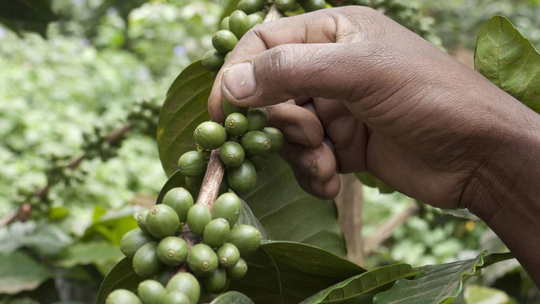 <strong>Tanzania </strong>-- With a reputation for high-quality Arabica, most of Tanzania's coffee is grown in the high elevation of the Mount Kilimanjaro region. The <a href="https://www.burkacoffee.com/" target="_blank" target="_blank">Burka Coffee Estate</a> has been growing Arabica since 1899, on the slopes of Mount Meru (pictured). Instead of plantations, coffee is "shade-grown" using an "<a href="https://edition.cnn.com/2021/03/30/world/jucara-palm-tree-agroforestry-brazil-c2e-hnk-spc-intl/index.html" target="_blank">agro-forestry</a>" approach that is better for the environment.