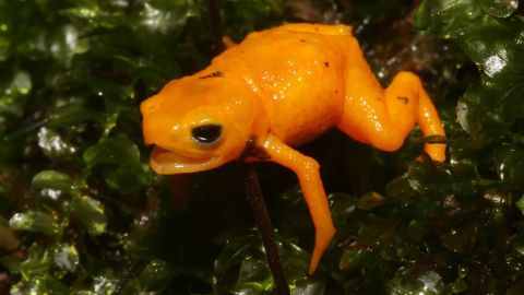 These bright orange amphibians secrete a poison that can be dangerous to humans.