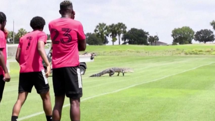 Toronto FC players got an unexpected guest when an alligator crashed their training.