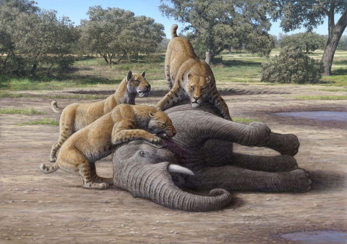 This artistic reconstruction of scimitar-toothed cats consuming a juvenile mammoth is based on a detailed examination of Homotherium fossils by study coauthor and paleoartist Mauricio Antón.