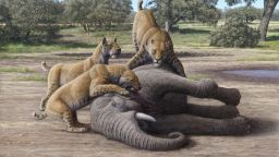 Artistic reconstruction of Homotherium consuming juvenile mammoths by co-author Mauricio Antón is based on a detailed examination of Homotherium fossils.
