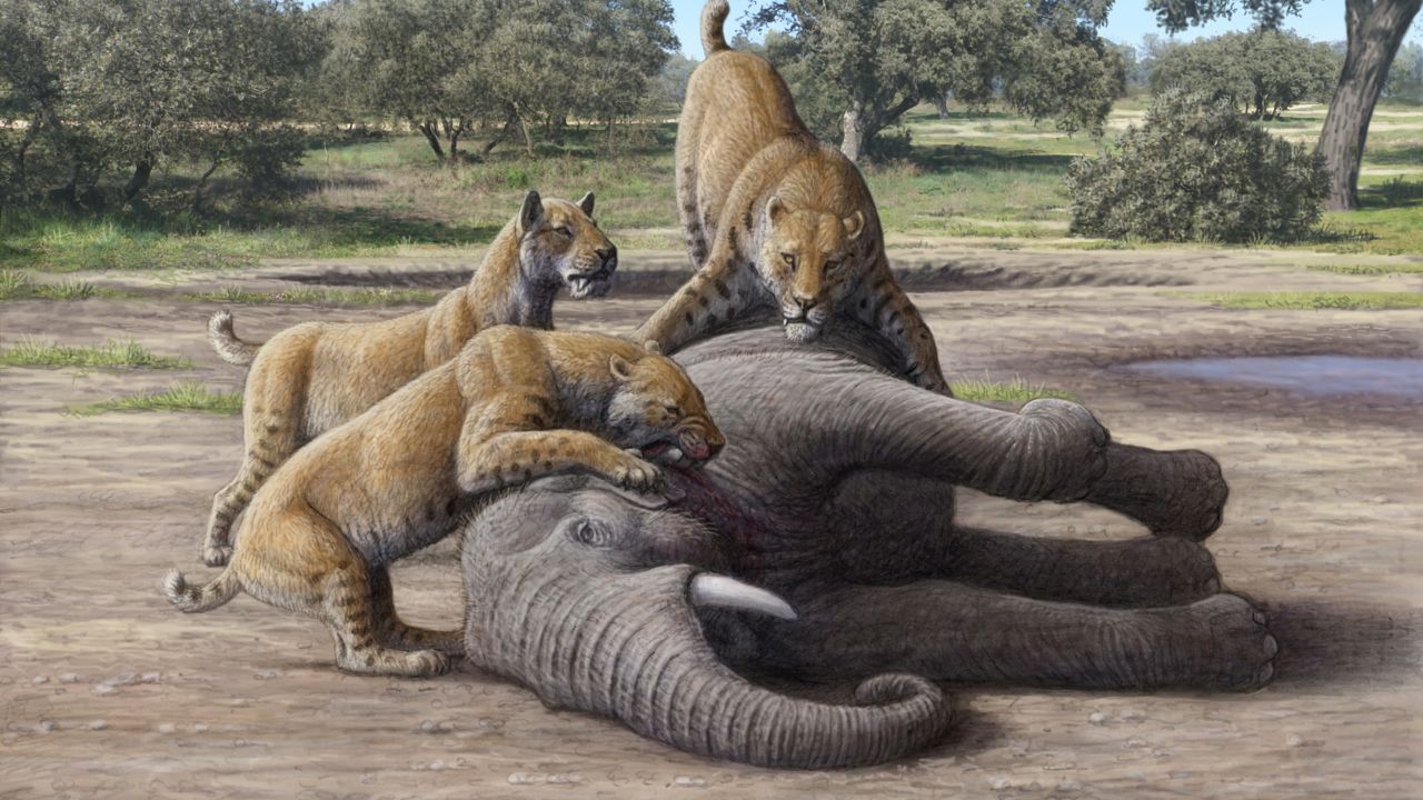 This artistic reconstruction of scimitar-toothed cats consuming a juvenile mammoth is based on a detailed examination of Homotherium fossils by study coauthor and paleoartist Mauricio Antón.