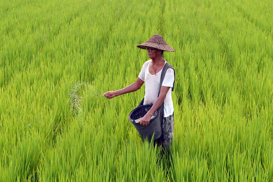 About 70% of Myanmar's population are employed inthe agricultural sector, according to the World Bank. 