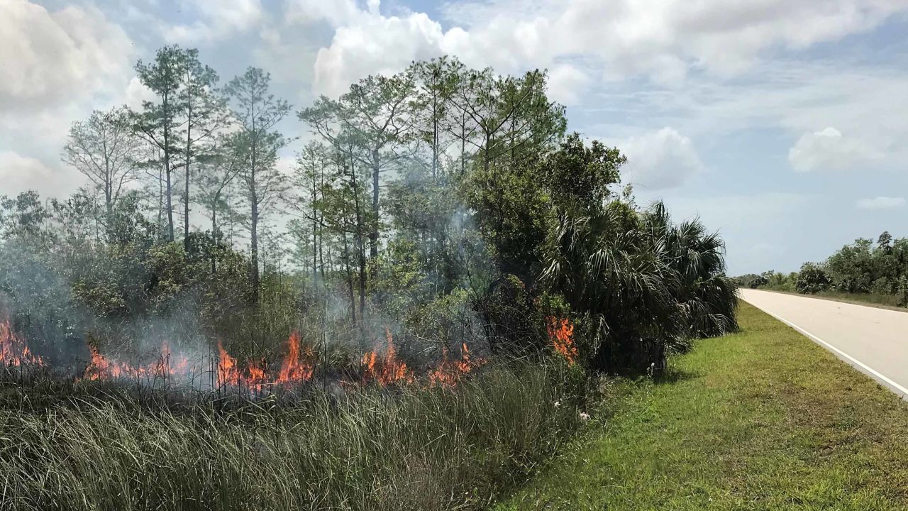 A series of intentional fires have been set in the Everglades in the last two months, park officials said. 