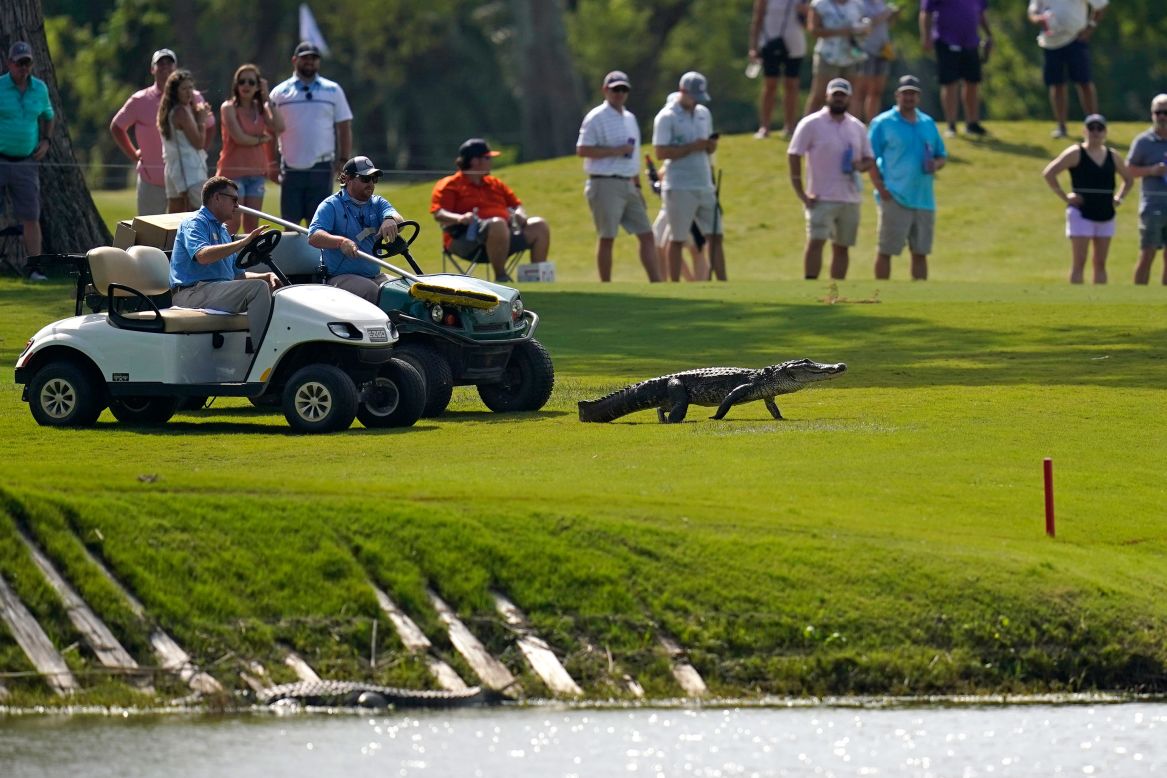 Tournament officials at the Zurich Classic use golf carts to coax an alligator off the 17th fairway and back into the water during the third round of play Saturday, April 24, in Avondale, Louisiana.