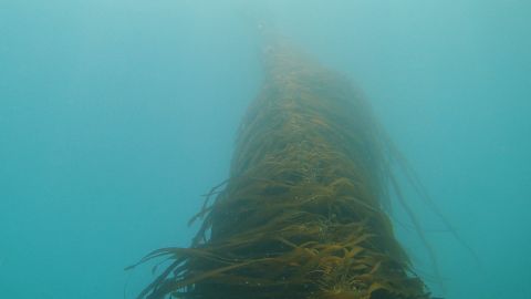 The kelp in the Gulf of Maine's waters 