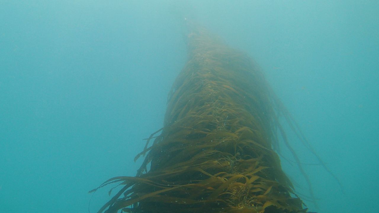 The kelp in the Gulf of Maine's waters 