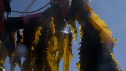 Some of the kelp that Running Tide Technology is growing