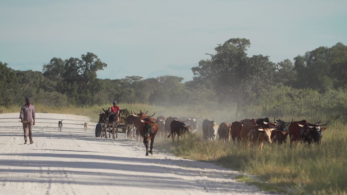 Farmers move cattle within the area ReconAfrica has gained rights to. Climate scientists warn that in just 30 years, unless aggressive mitigation efforts are imposed, the way of life in Kavango will be untenable.