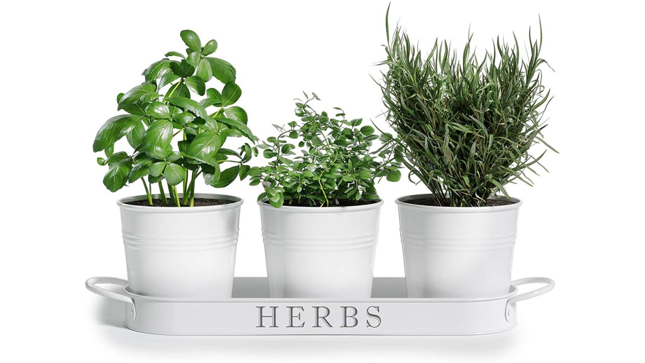 Barnyard Designs Herb Pot Planter Set