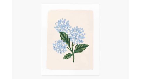 "Hydrangea Bloom Cream" Art Print