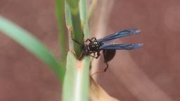 Hunting wasp digging out fall army worm