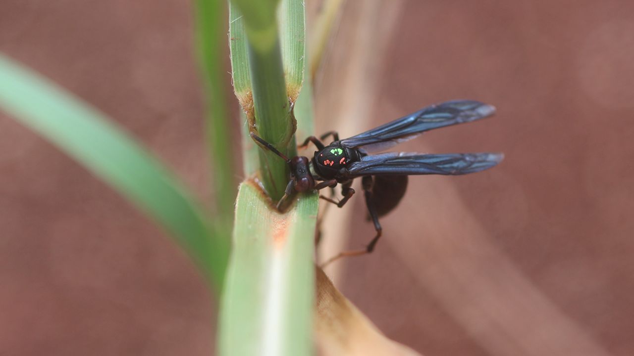 Wasps play an important role as predators of other insects and pollinators, but they are unpopular with the public and researchers alike. This hunting wasp is digging out a fall armyworm. 