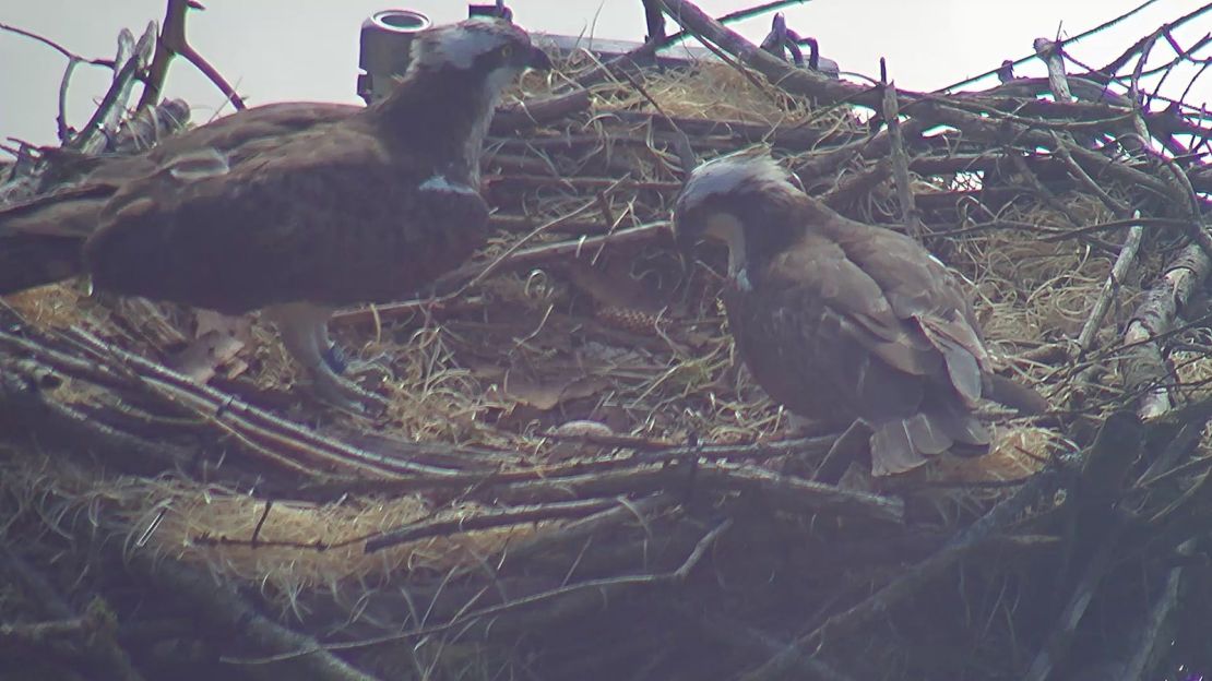 Two ospreys are seen with their egg before their nest was destroyed.
