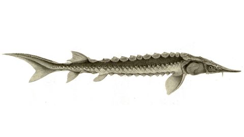 The United States has decided to protect the Yangtze sturgeon under the Endangered Species Act.