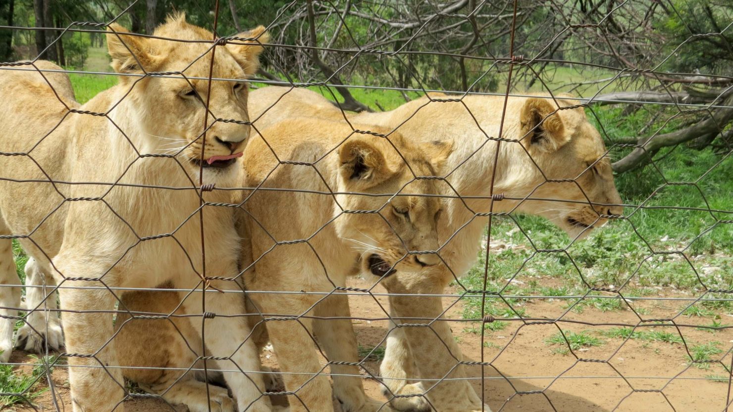 Lions are seen at a lion breeding ranch in Vrede, South Africa, in 2015. 