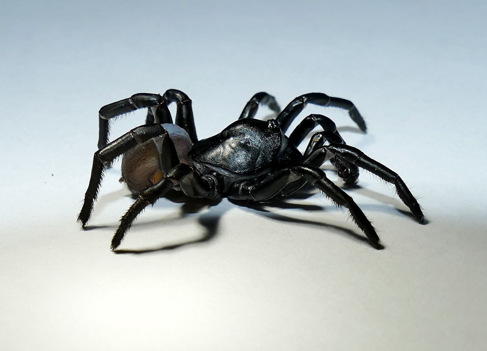 rarest spiders in the world