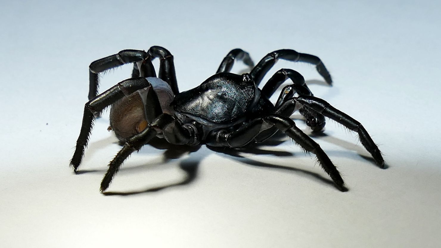 Meet the Pine Rockland Trapdoor Spider, who was recently identified in Florida.