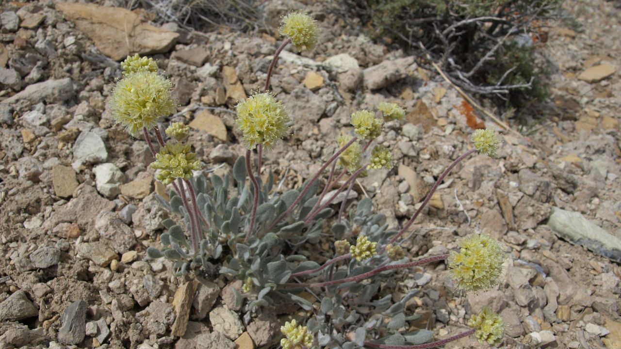 Tiehm's buckwheat grows in a remote part of Nevada.