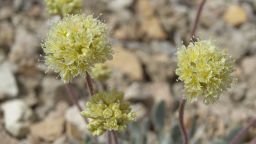 02 Tiehm's buckwheat Nevada