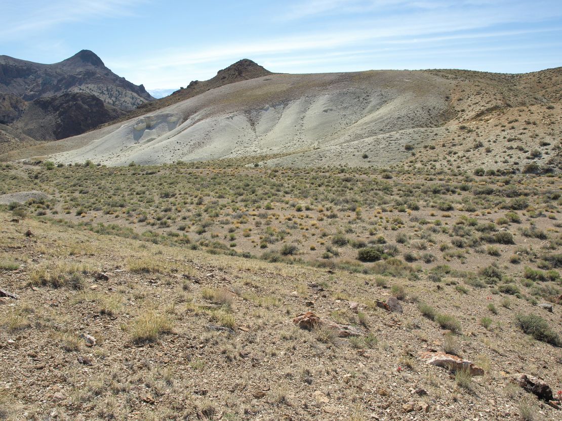 Tiehm's buckwheat was discovered in 1983. It only grows in a small section of Nevada's desert.