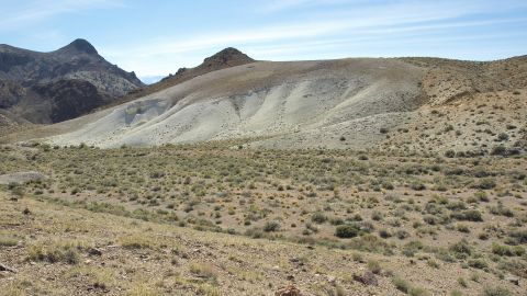Tiehm's buckwheat was discovered in 1983. It only grows in a small section of Nevada's desert.