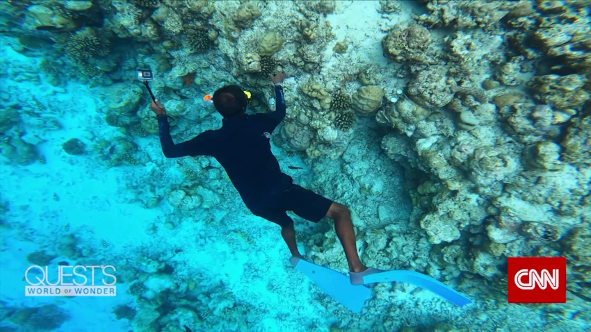 Maldives underwater coral bleaching tropical paradise diving snorkeling spc_00024901.png