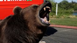 rent a bear california gov race