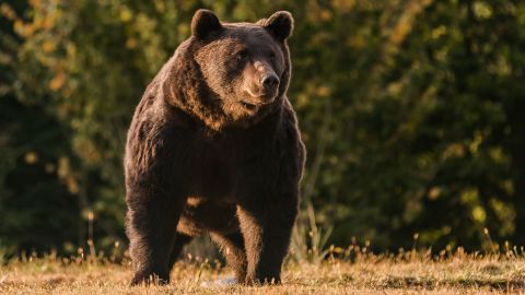 Arthur, one of Europe's biggest brown bears, is seen in Romania in this 2019 handout photo provided by NGO Agent Green.