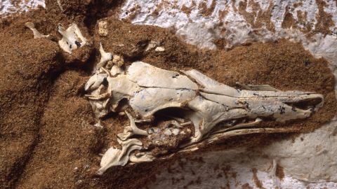 Shown is a fossilized skeleton of Shuvuuia deserti. The chicken-size dinosaur had large eyes and an inner ear similar to that of a barn owl, suggesting it hunted at night, according to new research. 
