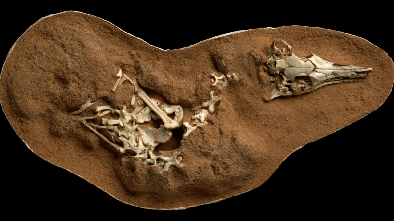 Shuvuuia deserti lived in very dry habitats in what is now Mongolia about 66 million years ago.