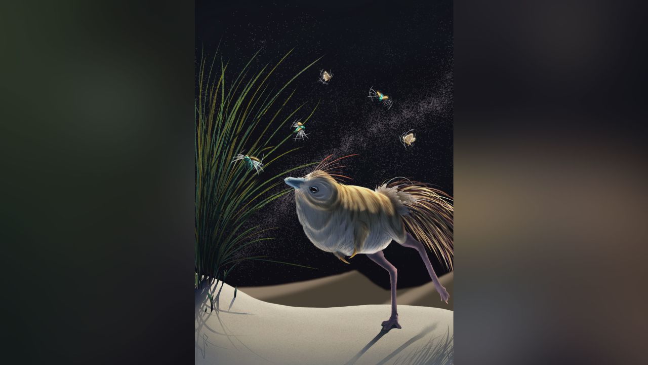 This is an artist's reconstruction of Shuvuuia deserti by Viktor Radermaker.