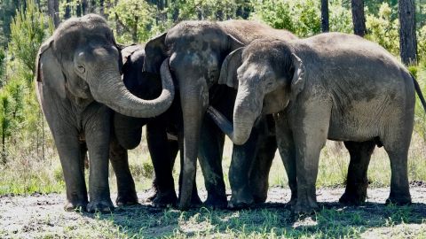 The 12 female elephants range from age 8 to 38.