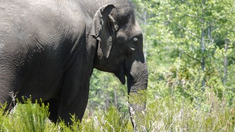 The elephants can wander around their new habitat and don't have to come back to their barn unless they want to.