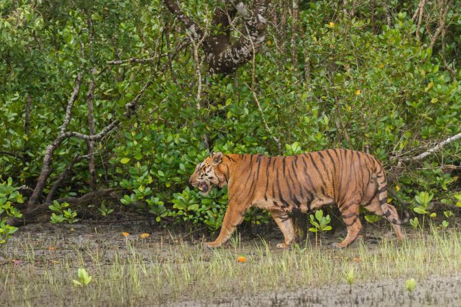 One of the last strongholds of the Bengal tiger is a huge mangrove forest called the Sundarbans, which crosses India and Bangladesh. As rising sea levels shrink their habitat, Bengal tigers are venturing closer to human settlements.  According to a <a href="index.php?page=&url=https%3A%2F%2Flink.springer.com%2Farticle%2F10.1007%2Fs10745-012-9556-6" target="_blank" target="_blank">2013 study</a>, at least three tigers and 20-30 humans are killed each year as a result of human-tiger conflict. Conservation groups in the area have introduced a <a href="index.php?page=&url=https%3A%2F%2Fedition.cnn.com%2F2019%2F04%2F21%2Fworld%2Fbengal-tigers-sundarbans-scn-intl%2Findex.html" target="_blank">tiger telephone hotline</a> and other measures to help prevent attacks.<br />