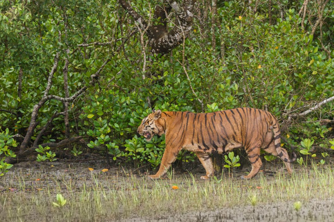 One of the last strongholds of the Bengal tiger is a huge mangrove forest called the Sundarbans, which crosses India and Bangladesh. As rising sea levels shrink their habitat, Bengal tigers are venturing closer to human settlements.  According to a <a href="https://link.springer.com/article/10.1007/s10745-012-9556-6" target="_blank" target="_blank">2013 study</a>, at least three tigers and 20-30 humans are killed each year as a result of human-tiger conflict. Conservation groups in the area have introduced a <a href="https://edition.cnn.com/2019/04/21/world/bengal-tigers-sundarbans-scn-intl/index.html" target="_blank">tiger telephone hotline</a> and other measures to help prevent attacks.<br />