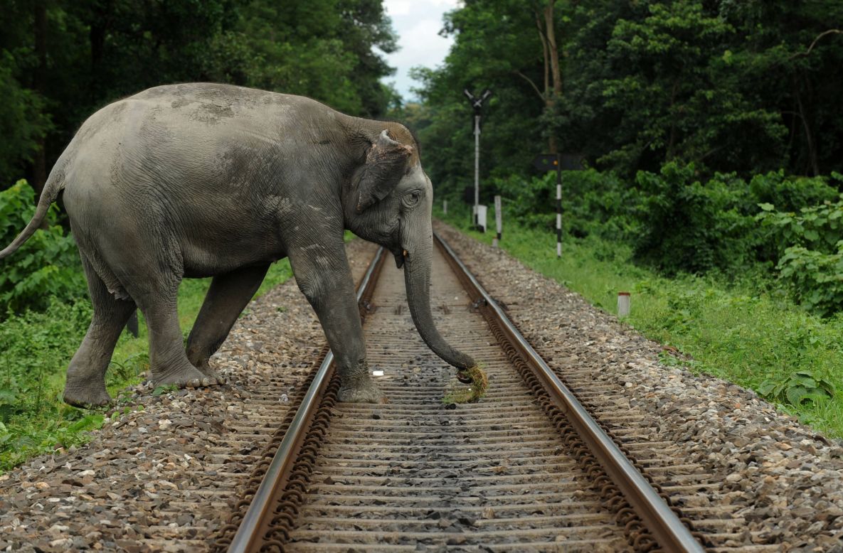 In India, as elephants lose their forest habitats they are increasingly coming face to face with humans. Each year, around 100 elephants are killed by human-related activity in India -- some from being run over by trains, others in retaliation for damage to crops and property. <strong>Scroll through the gallery to see more examples of human-wildlife conflict.</strong>
