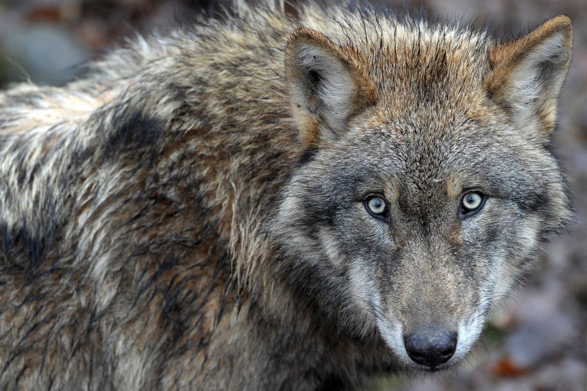 For more than a century, <a href="https://www.wwf.de/fileadmin/fm-wwf/Publikationen-PDF/WWF-Student-Workbook-Wolf.pdf" target="_blank" target="_blank">wolves were extinct in Germany</a>, but in recent years the population has bounced back. While conservationists applauded the return, farmers -- whose livestock are at <a href="https://www.dw.com/en/wolf-attacks-on-livestock-rise-in-germany/a-47545803" target="_blank" target="_blank">increasing risk of attacks</a> from wolves -- did not all share the sentiment. In 2019, Germany loosened restrictions on shooting wolves to protect livestock, but <a href="https://www.sciencedirect.com/science/article/pii/S2351989419306225" target="_blank" target="_blank">researchers have found</a> that fencing and shepherding are more effective.