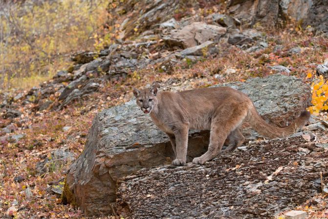 In the US, mountain lions are increasingly coming in contact with humans. In an effort to understand the causes, a <a href="index.php?page=&url=https%3A%2F%2Fjournals.plos.org%2Fplosone%2Farticle%3Fid%3D10.1371%2Fjournal.pone.0224638" target="_blank" target="_blank">2020 study</a> found that trophy hunting, which is legal in most western states, is making the problem worse. This is partly because if a <a href="index.php?page=&url=https%3A%2F%2Fabcnews.go.com%2FUS%2Fmountain-lion-encounters-rise-experts%2Fstory%3Fid%3D62144482" target="_blank" target="_blank">mature male is killed</a>, it leaves behind younger cats that have not yet learned how to hunt proficiently and sometimes mistake humans for food.